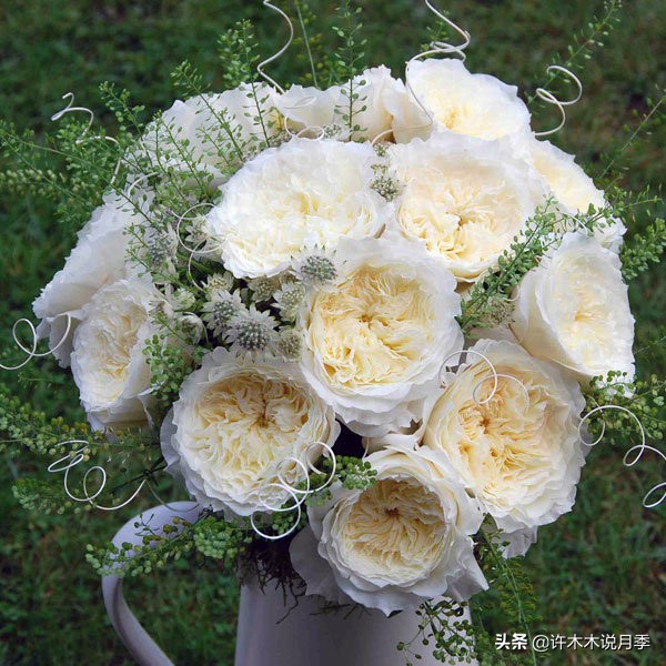 月季根瘤预防,月季根瘤传染别的植物吗