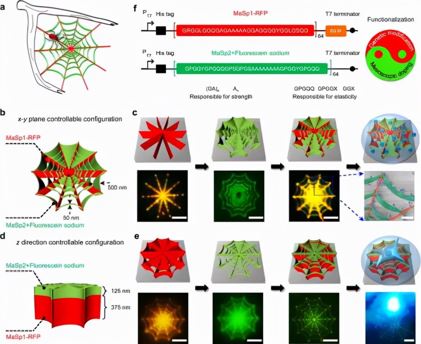 制造蜘蛛丝中国科学家,科学家用蜘蛛网做纳米机器人