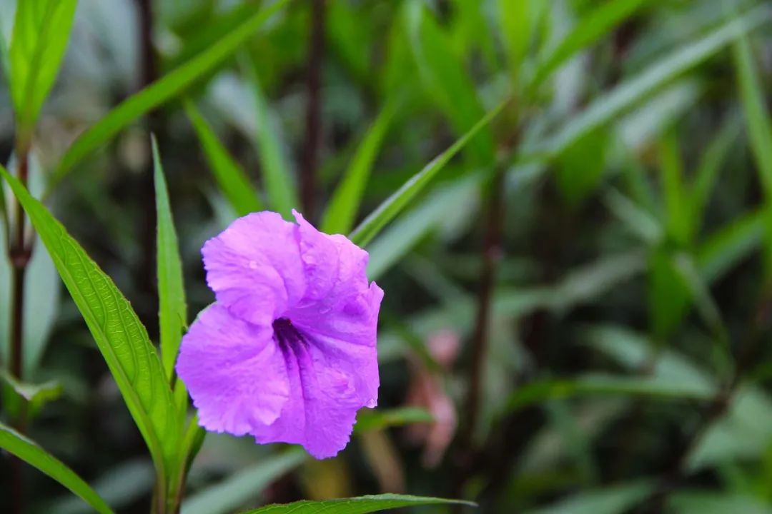 钟山水墨画廊附近旅游攻略,钟山水墨画廊自驾游