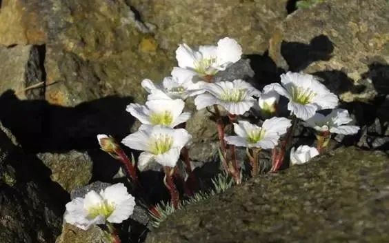 岩石花园景区,岩石园常用花卉