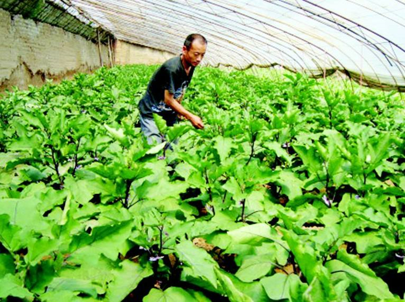 如何判断打激素的茄子 (红皮茄子与青皮茄子有区别吗)