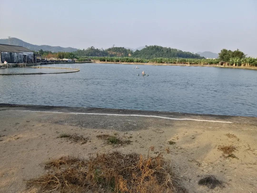 叉尾鮰养殖喂什么,叉尾鮰鱼的自养方法