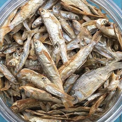 小龙鱼喂食小金鱼,龙鱼怎么喂食最快