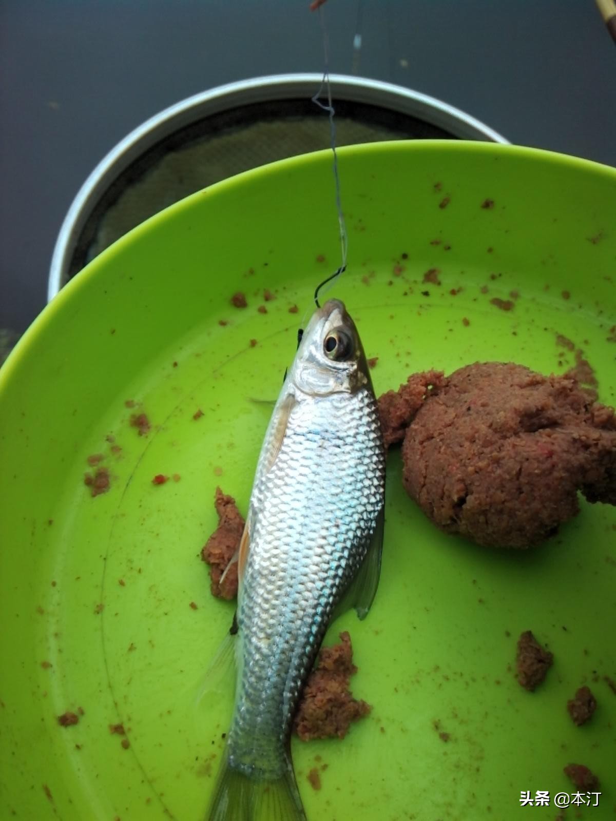 钓鱼怎么选择窝子,石窝钓鲤鱼钓法