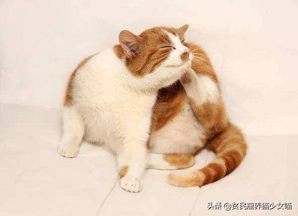 猫咪不停地甩头是什么含义,猫咪不停的甩头打喷嚏怎么办