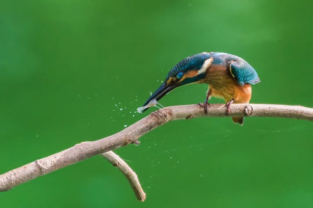 「生态」我在恩平很幸福
