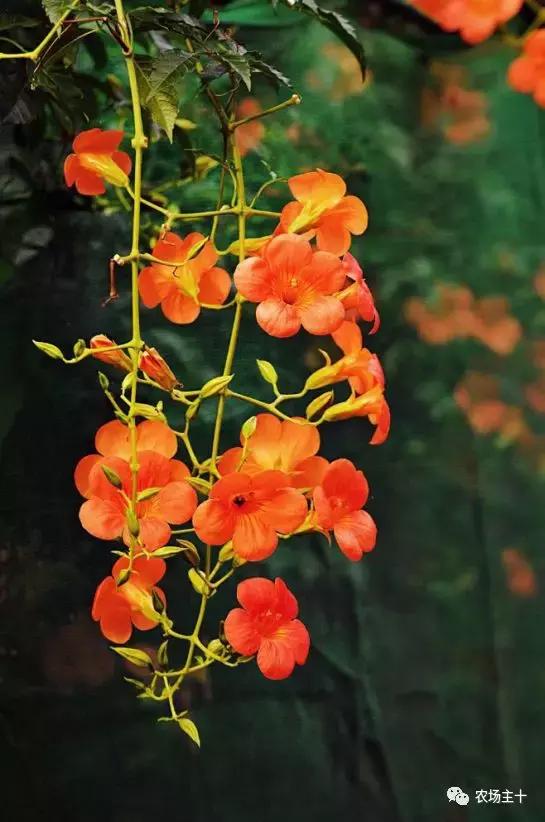 冬天院子里种什么,院子里种什么最好看