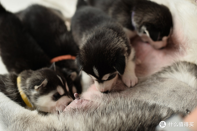 一次创世纪的生活体验—记哈士奇当妈妈