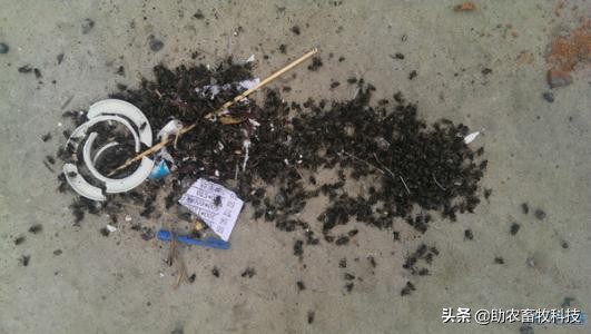 养殖场苍蝇多用什么方法消灭,怎么有效的治理养殖场的苍蝇