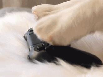 如何挑选颜值高的三色柯基,怎样挑选一个健康的柯基幼犬