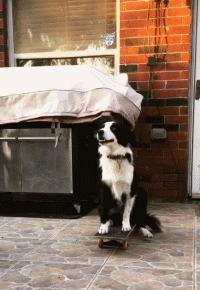 我养的边牧为什么看到谁都很热情,别以为边牧很好养