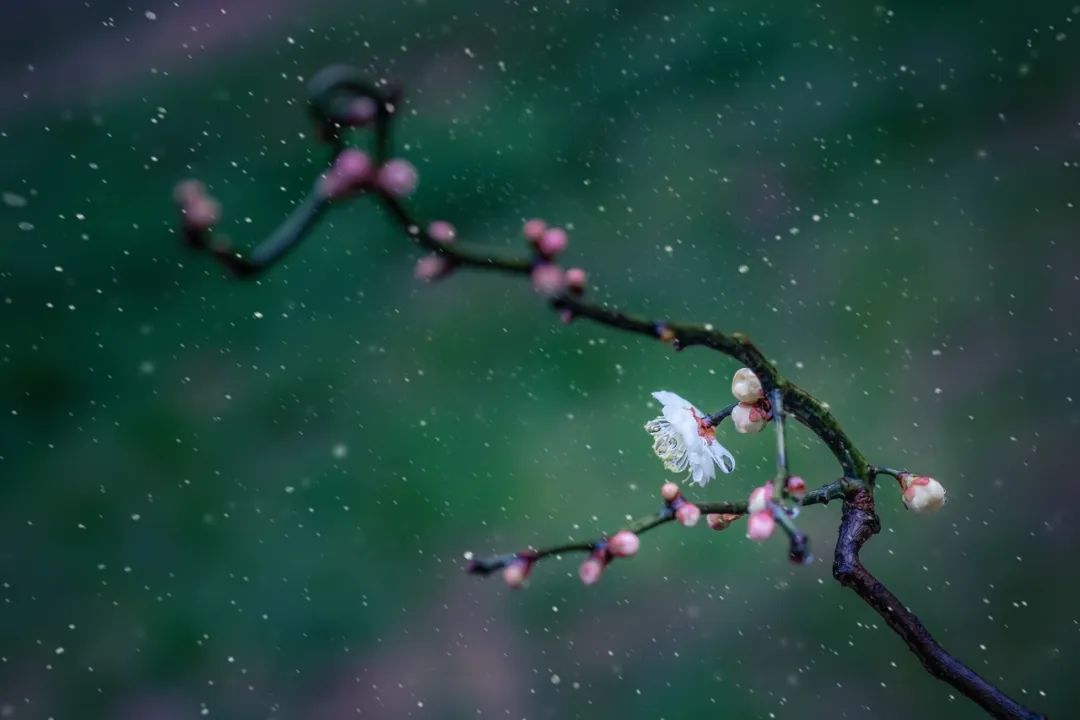 抗疫诗歌大展之十三｜在被管制的人间，梅花又悄悄开了