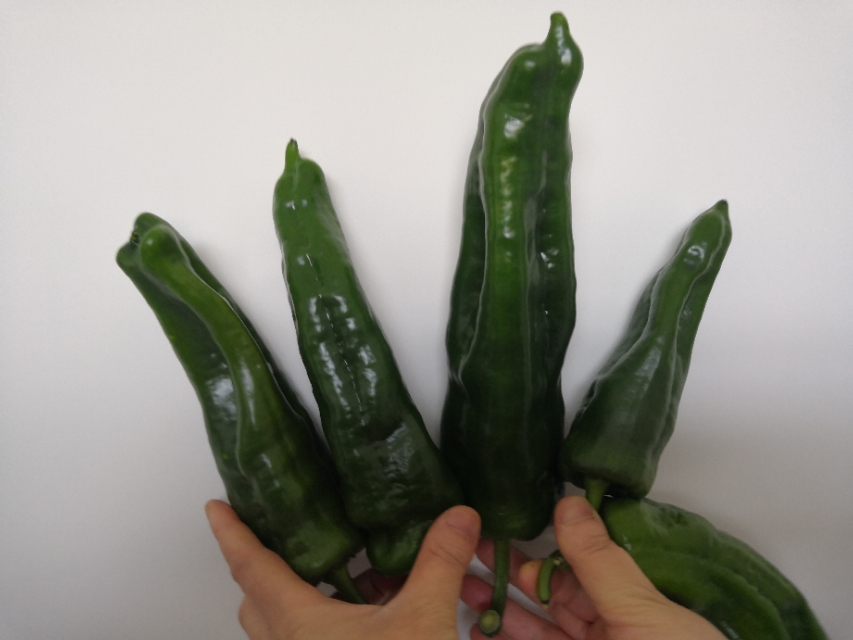 辣椒苗根部长白霉点是什么原因,辣椒茎杆腐烂并长白霉是什么病