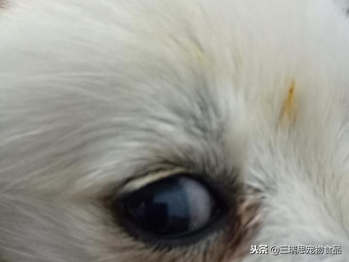狗狗老流泪泪痕红色的咋办,狗狗有泪痕的原因及减少方法