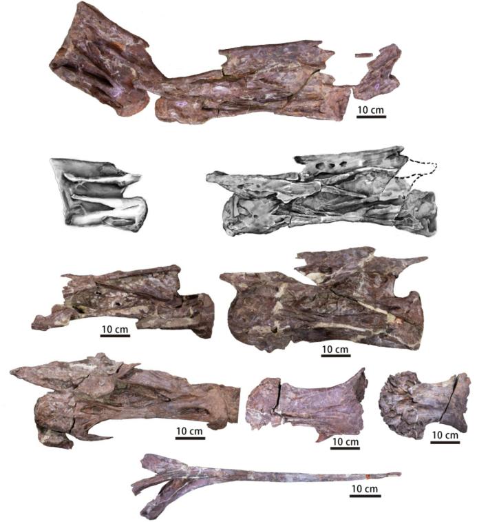 真正的恐龙从哪里来,重庆发现的恐龙是真的吗