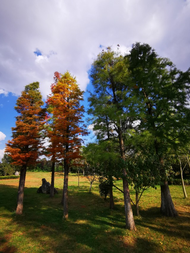 赏景听歌笑红尘,秋叶笑红尘赏析
