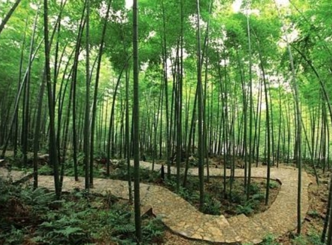 重庆市永川区茶山竹海派出所,重庆市永川区茶山竹海的海拔