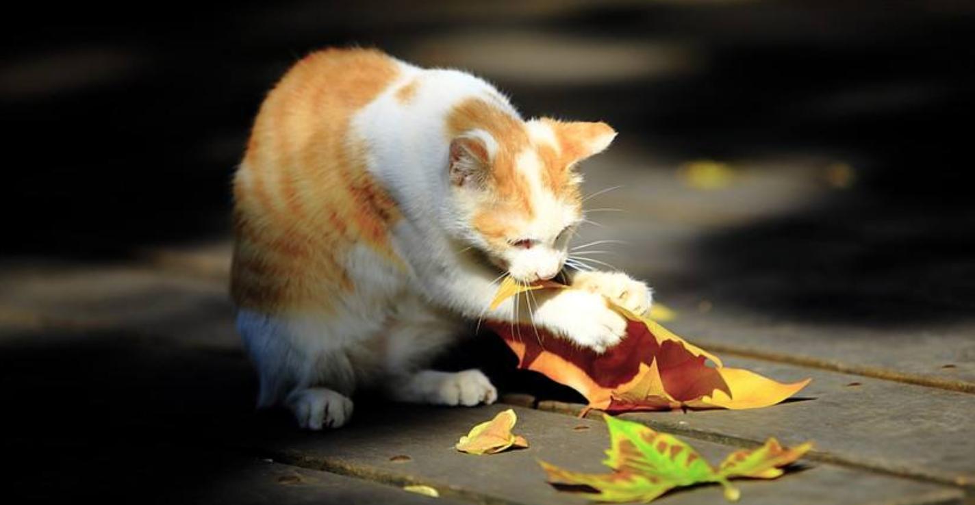 猫咪发生的可怕事件,猫咪突发事件视频大全