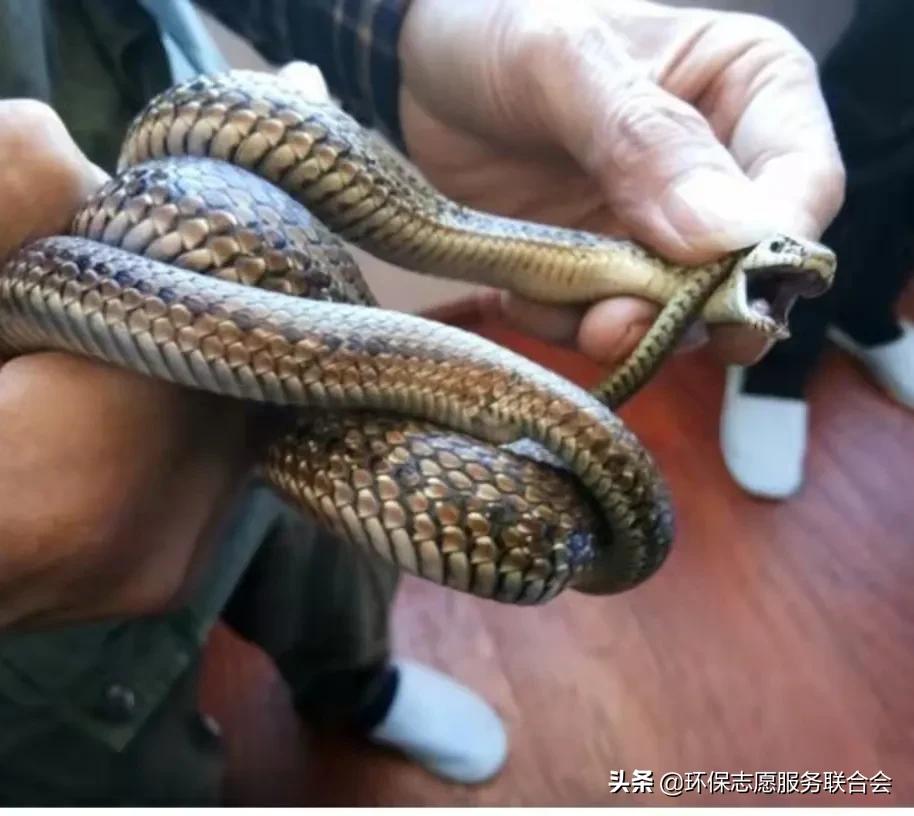 成都生态环保大讲堂|穿越于水陆之间的动物世界