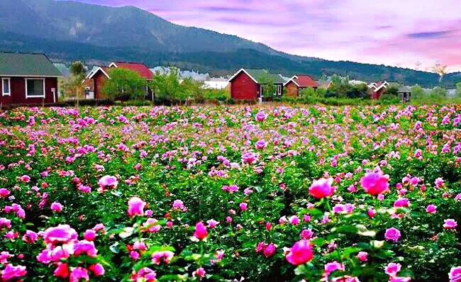 保加利亚玫瑰纯露官方旗舰店,保加利亚玫瑰介绍