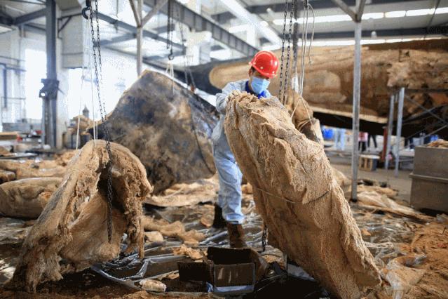 大连座头鲸标本,大连标本制作工厂