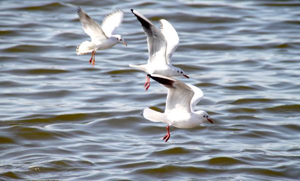 塘沽金街旅游攻略,塘沽海滨浴场游玩攻略