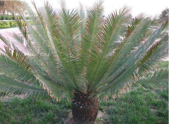 铁树叶子发黄了怎么回事如何解决,铁树叶子发黄在家怎么解决