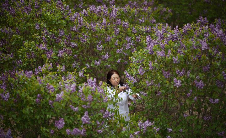 林科专家张锦梅：一“梅”扎根高原播绿半生只为暗香徐来