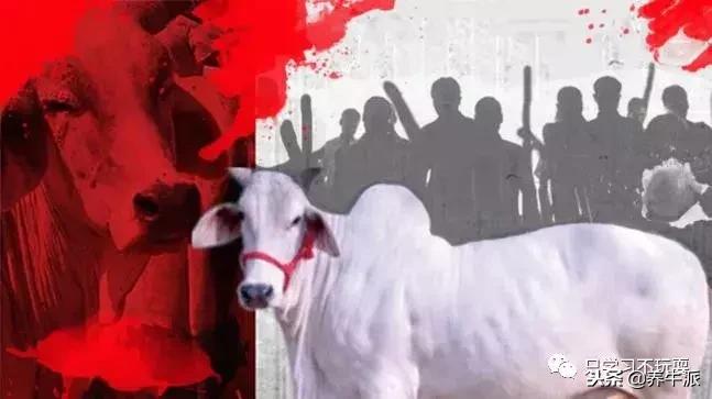 阿三赚钱是真的吗,阿三和奶牛