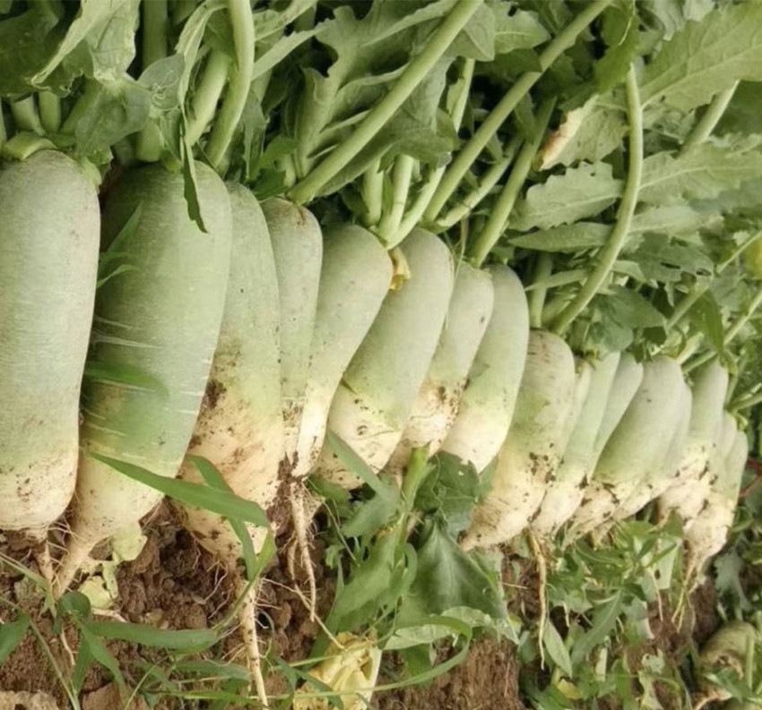 种什么农作物赚钱又稳当,农村最适合种植什么农作物挣钱