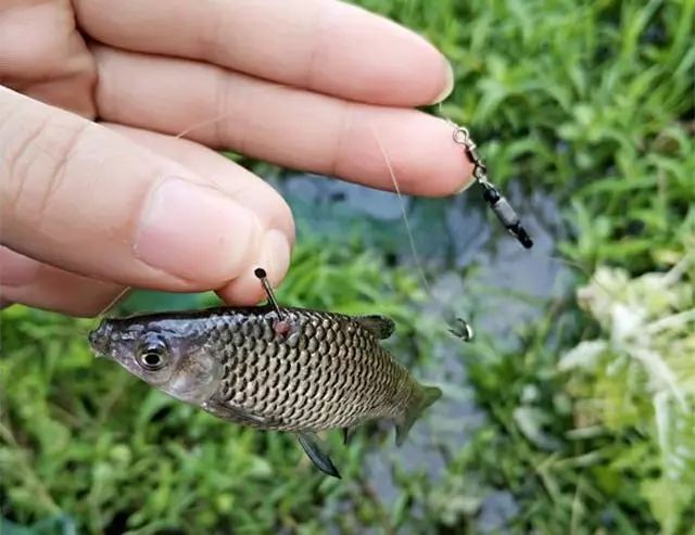 钓麦穗鱼的另类钓法,钓鲫鱼怎么规避麦穗鱼