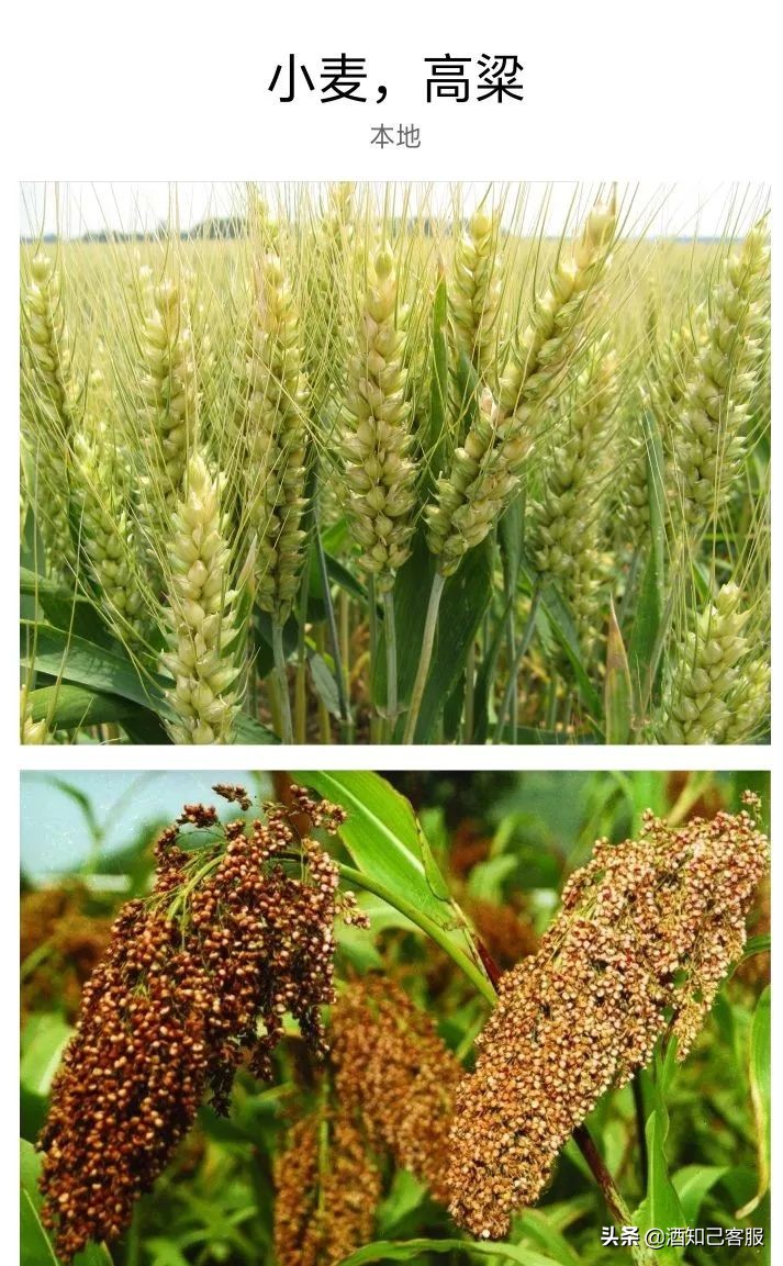 酱香酒比其他酒成本高吗,酱香酒的成本和利润