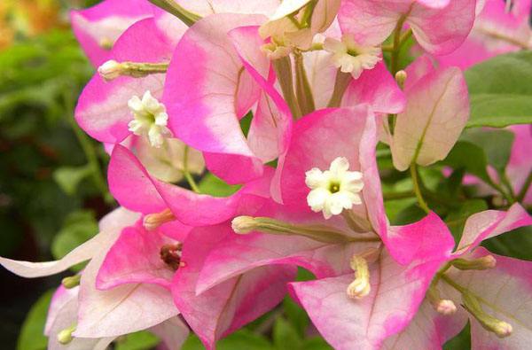 三角梅巴西紫和雪紫是一个品种吗,三角梅只见花不见叶的是什么品种