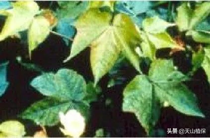 棉花受药害怎么补救,如何识别与预防棉花缺素症