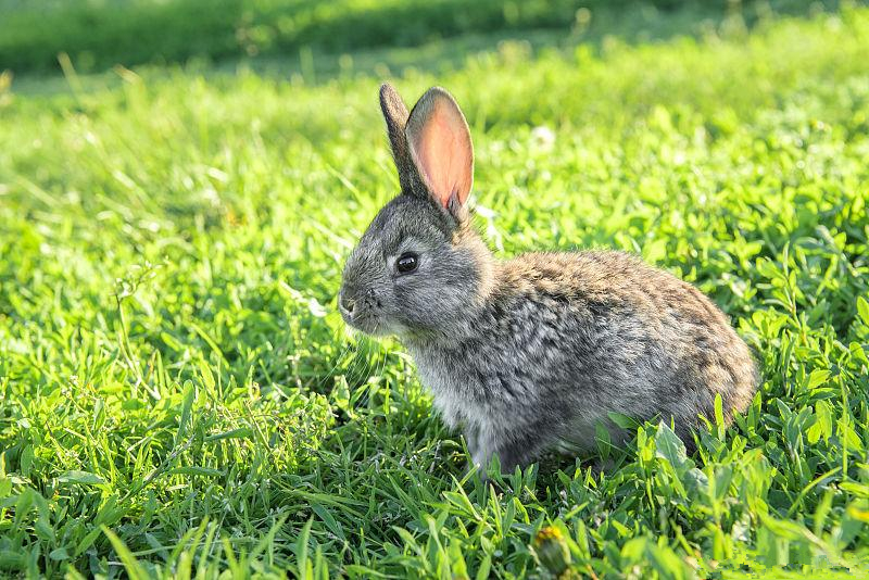 家兔春季的饲养管理要点,养兔技术及管理视频