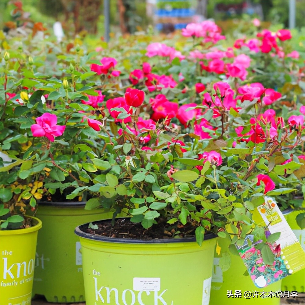 为什么月季养一年就不行了,月季种下去不成活