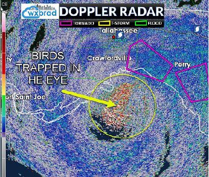 雨怎么那么大,下这么大的雨小鸟怎么办