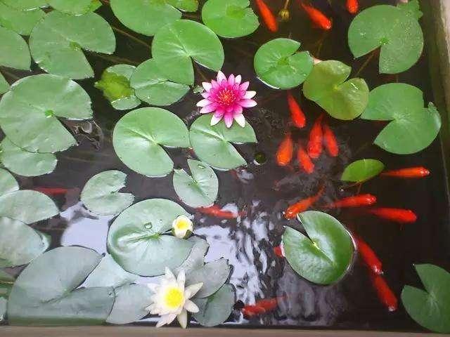 小金鱼要怎么才能养好,小金鱼怎么才能养好