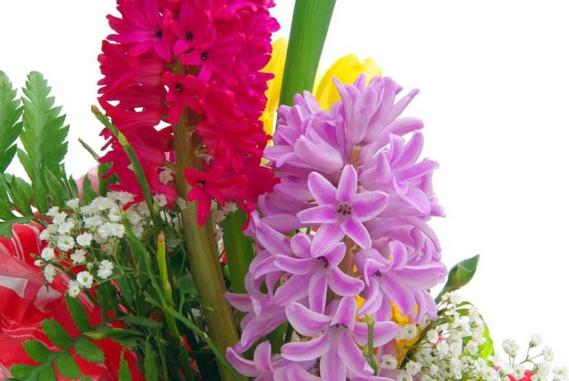 北方冬季地栽花卉,北方如何养护鲜切花