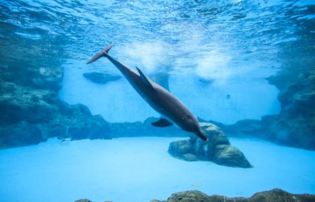 珠海长隆童趣乐园游玩攻略,出发游玩转珠海长隆海洋王国