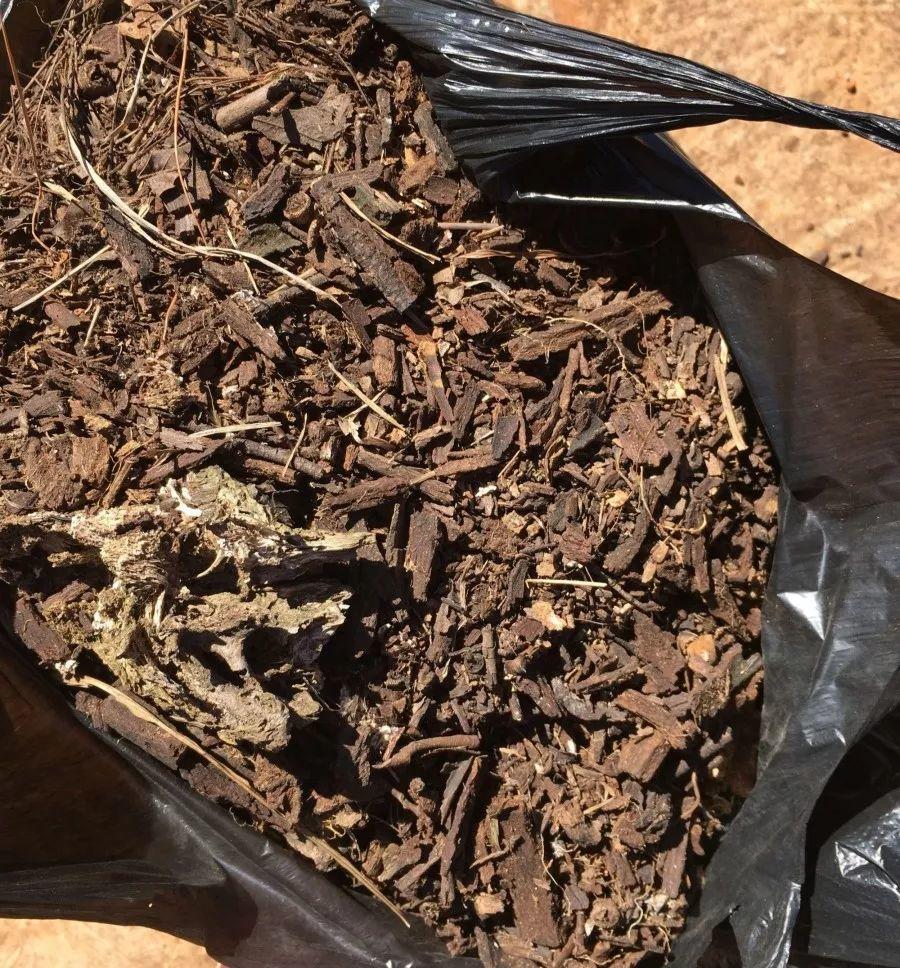 养君子兰最简单的方法,十年老花农养君子兰的秘诀