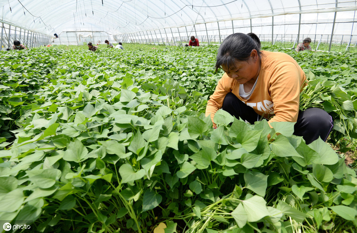 了解一种农作物的种植时间过程,种植各种农作物管理方法