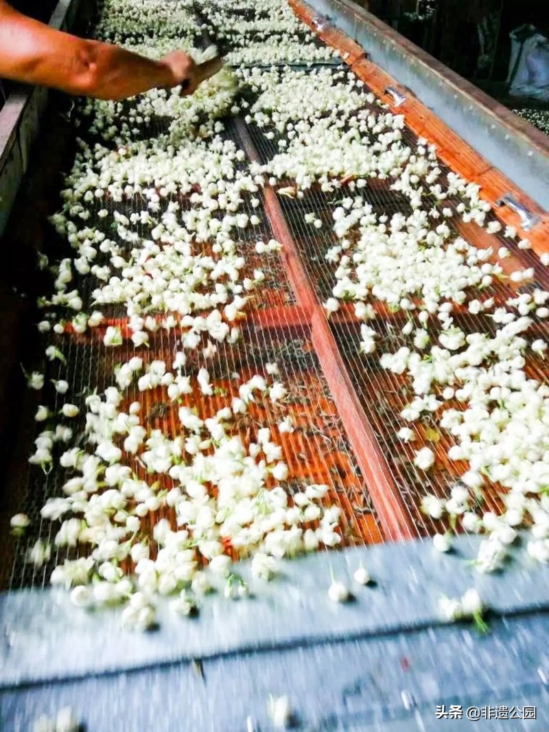 福州茉莉花茶窨制时间多久,福州茉莉花茶多少度水合适