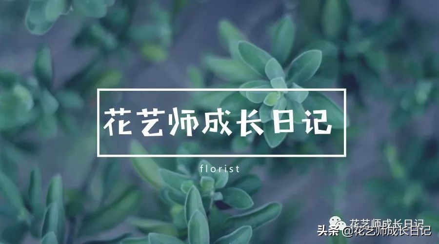 每日一花|伯利恒之星,可用于治疗癌症,洁白可爱