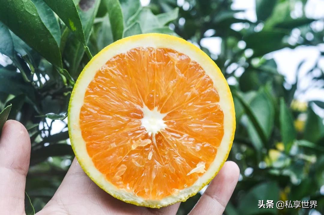 现在哪里的橙子最好吃,全国哪些地方的橙子好吃水分多