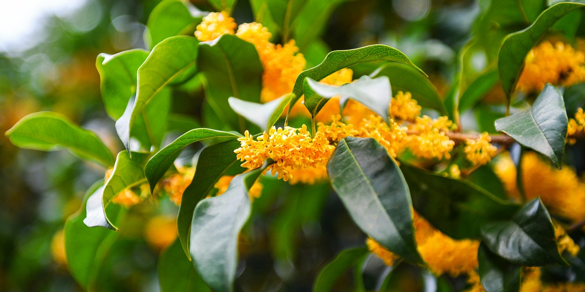 桂花叶片卷曲有黄点,桂花叶子弯曲是什么病