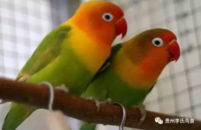 鹦鹉热病症状怎么预防,鹦鹉有病几大症状及用药