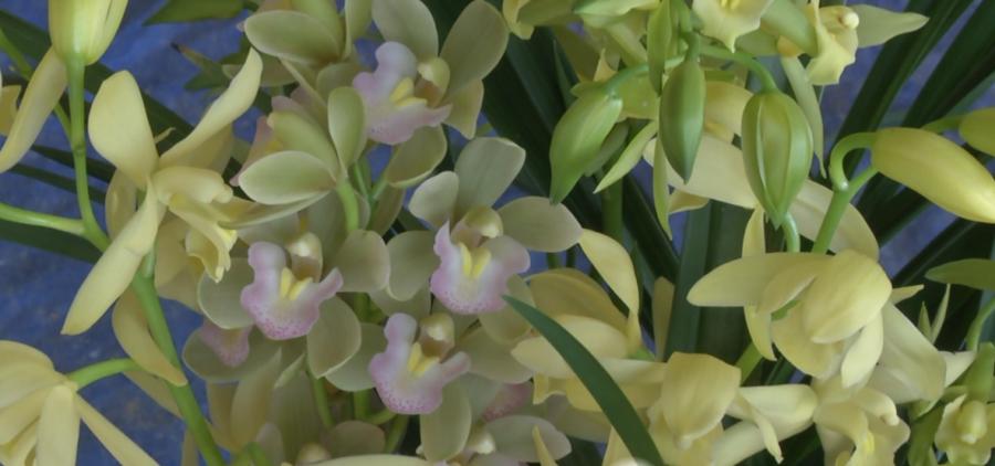 漳州南靖:中国兰谷之乡,花卉产业蝶变跃升