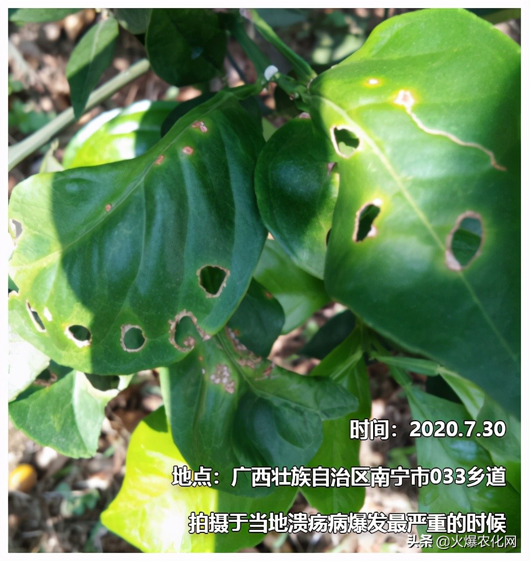 全面替代铜制剂！新一代“击溃爆品”！不伤花果！防治率高达96%