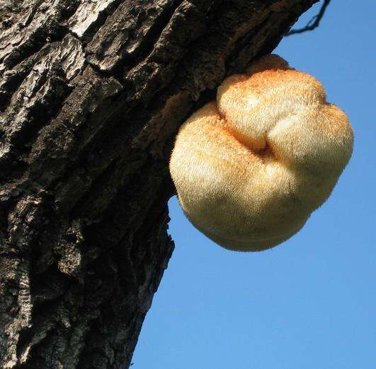 猴头菌的功效,药材猴头是指